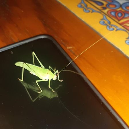 African Bush Escape 말로스 파크 외부 사진