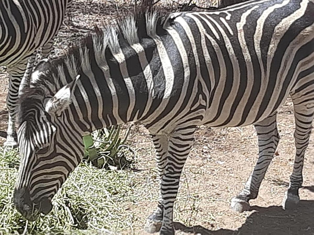African Bush Escape 말로스 파크 외부 사진