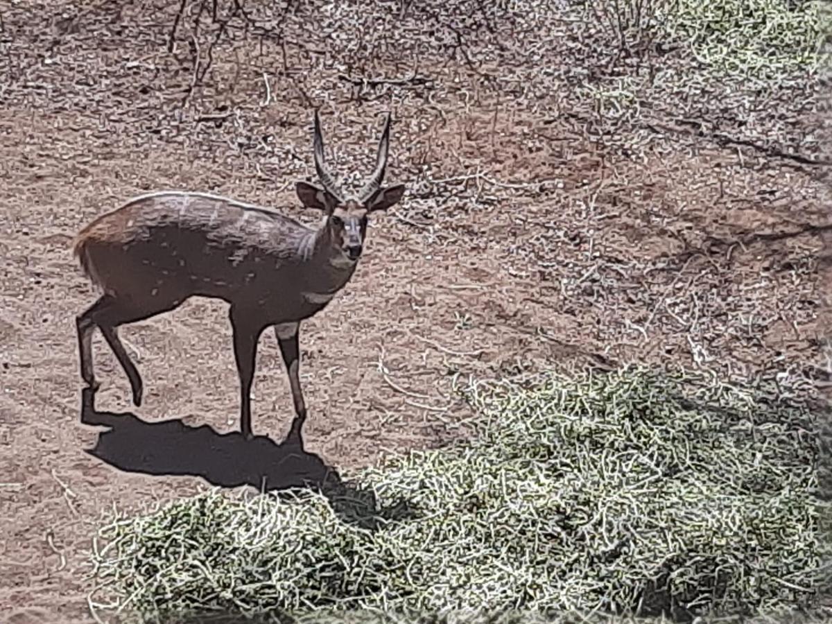 African Bush Escape 말로스 파크 외부 사진