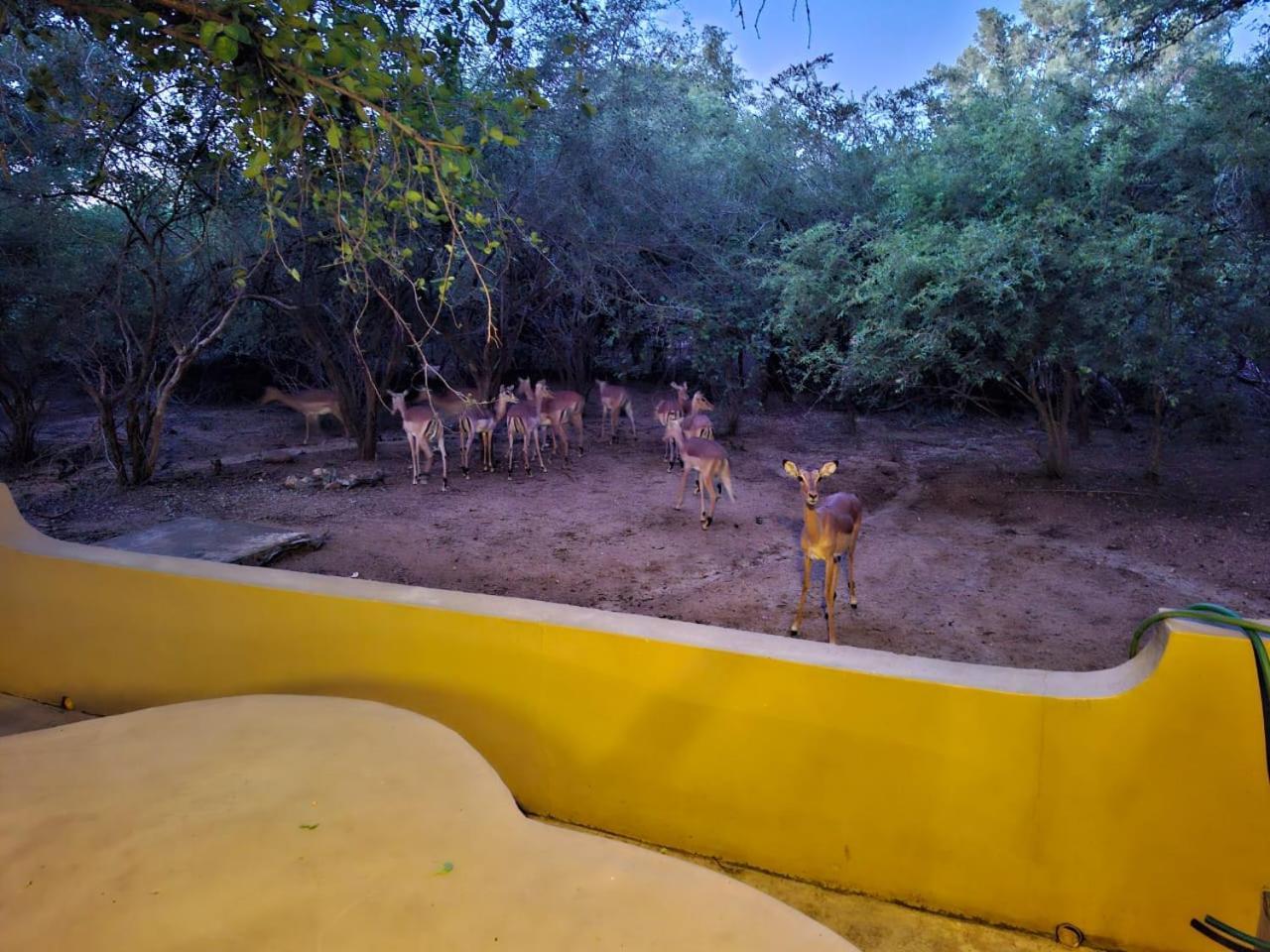 African Bush Escape 말로스 파크 외부 사진