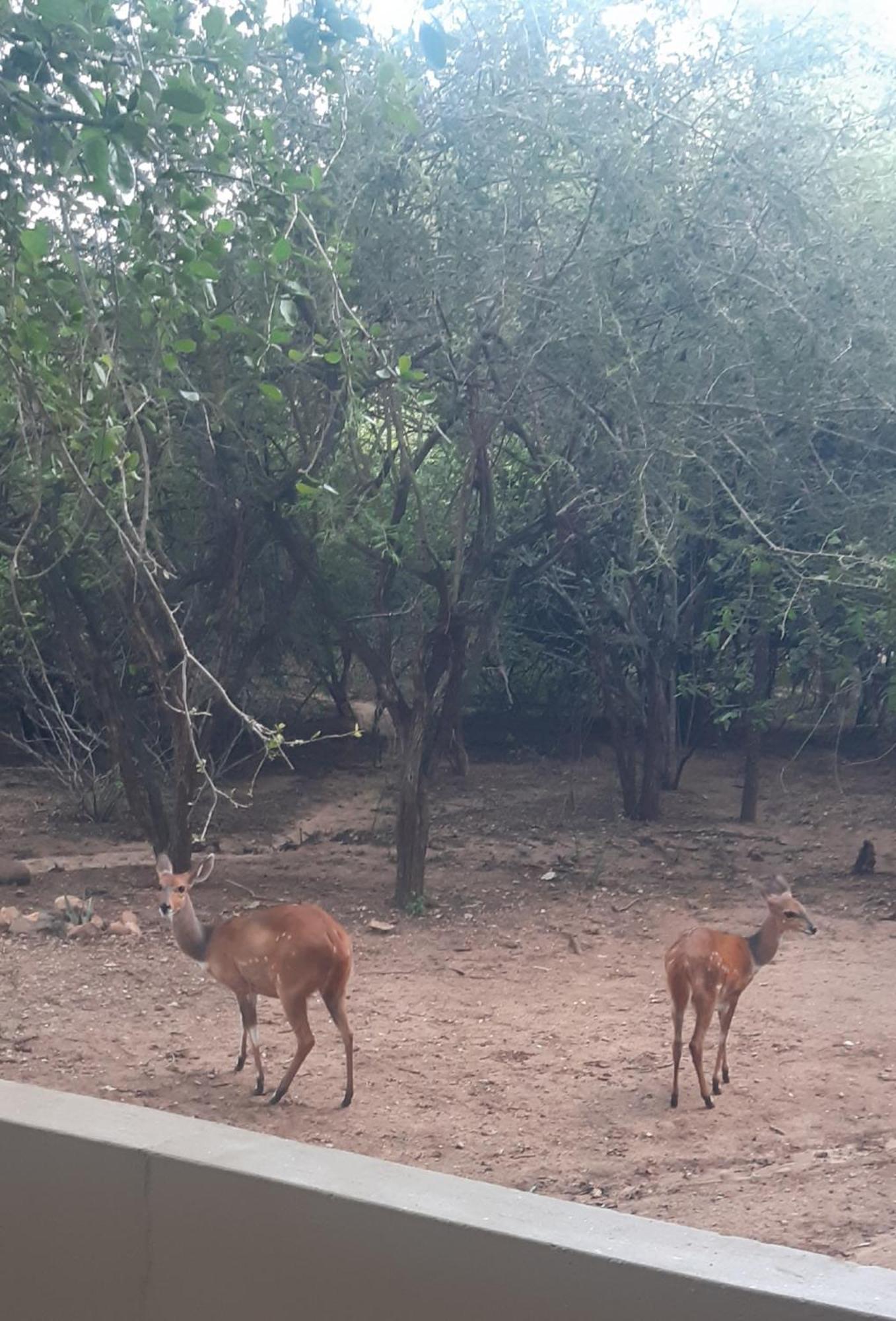 African Bush Escape 말로스 파크 외부 사진
