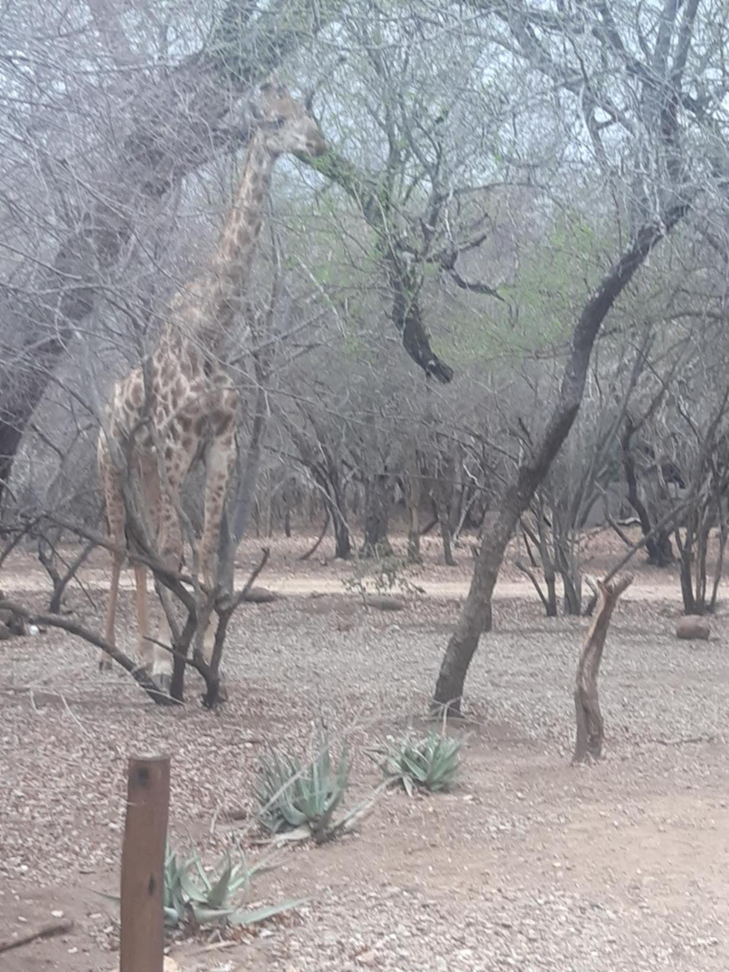 African Bush Escape 말로스 파크 외부 사진